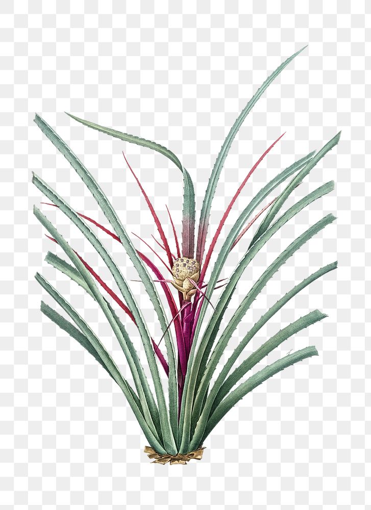 Plumier's bromelia png sticker, vintage botanical illustration, transparent background