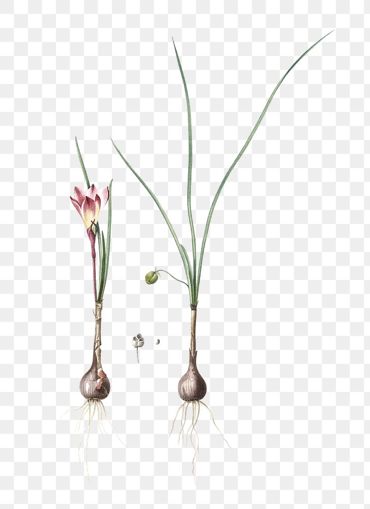 Atamasco lily png sticker, vintage botanical illustration, transparent background