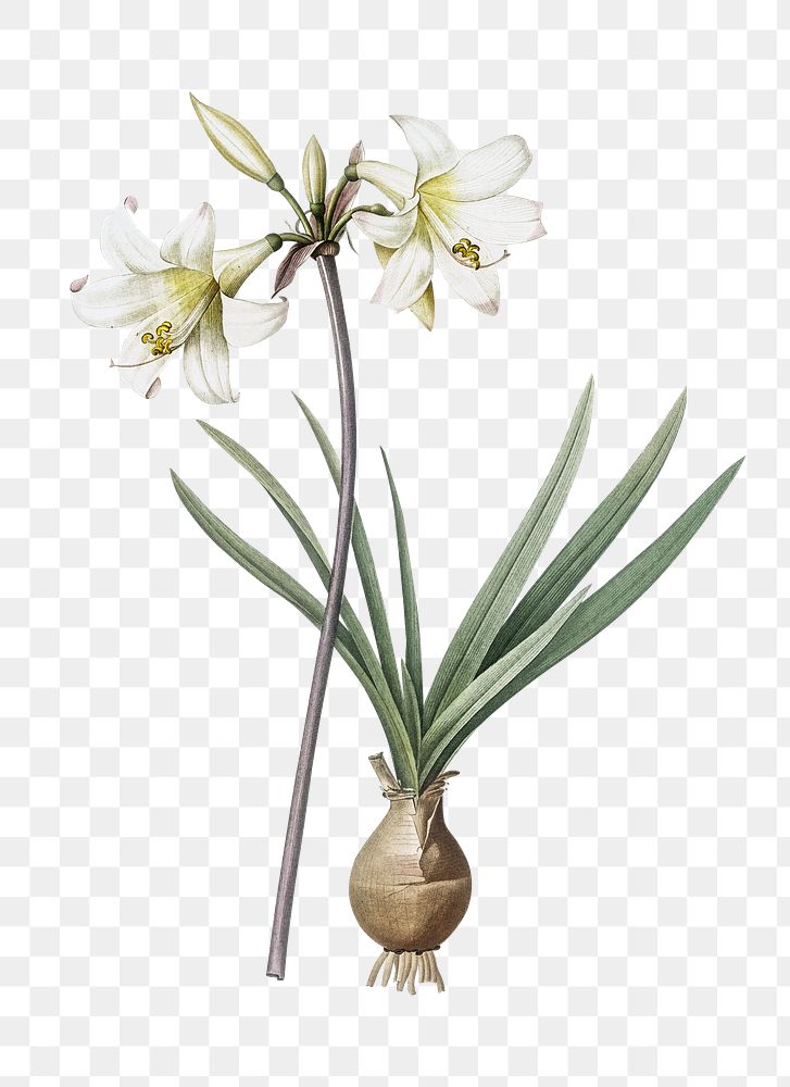  Belladonna lily png, transparent background 