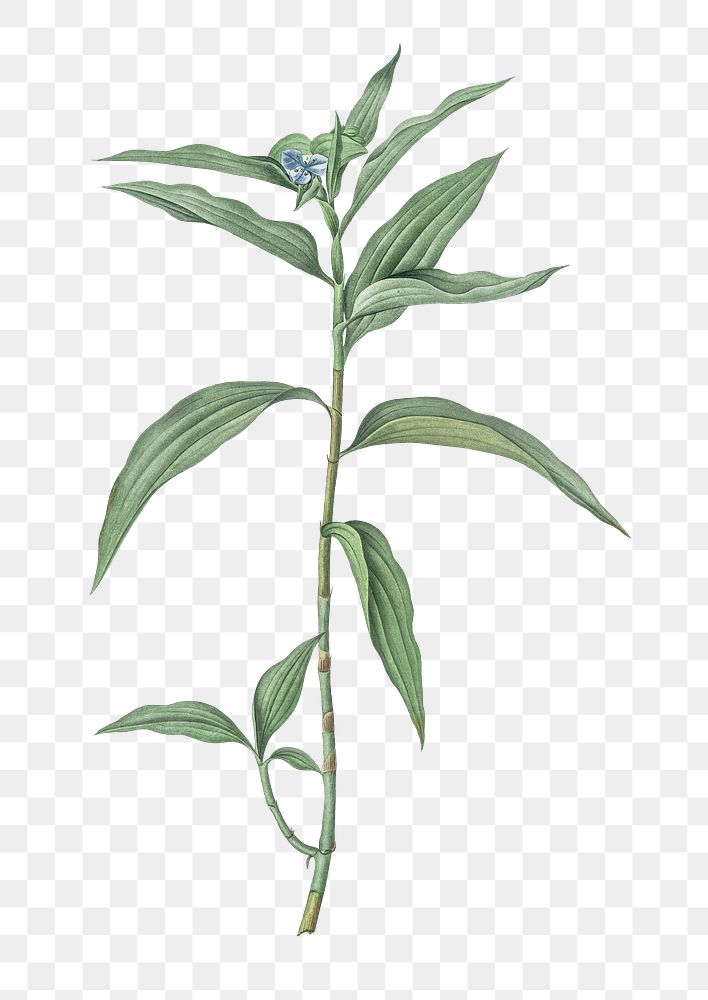  Dayflower png, transparent background 