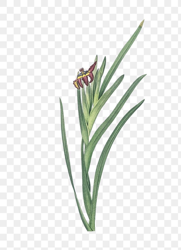  Spider iris png, transparent background 