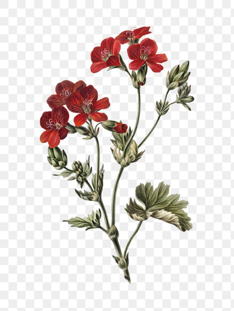 Red flower png, transparent background 