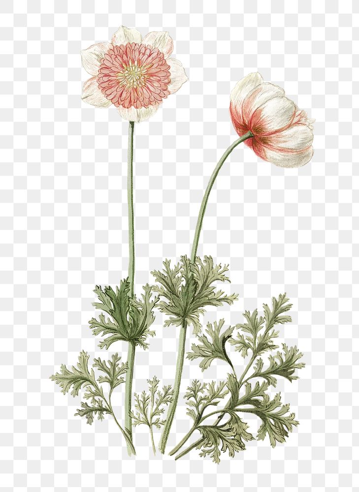 Anemones vintage flower png, transparent background 