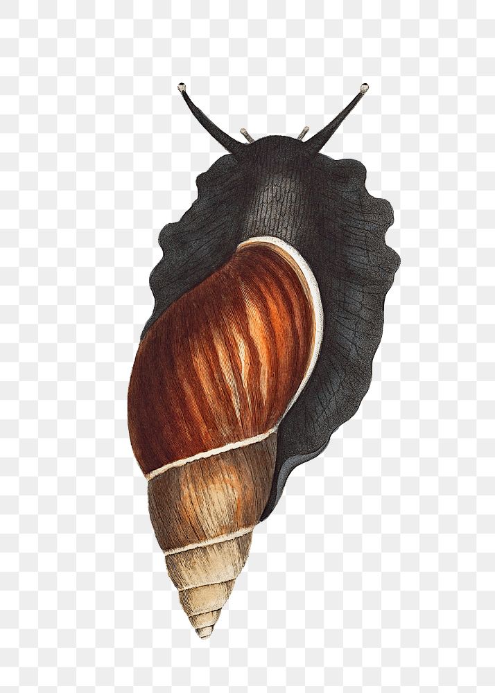 Snail png vintage illustration, transparent background