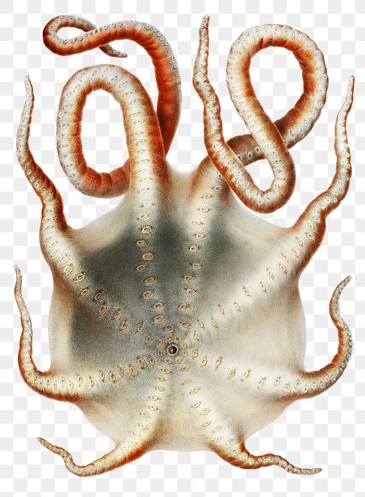 Vintage octopus png sticker, transparent background
