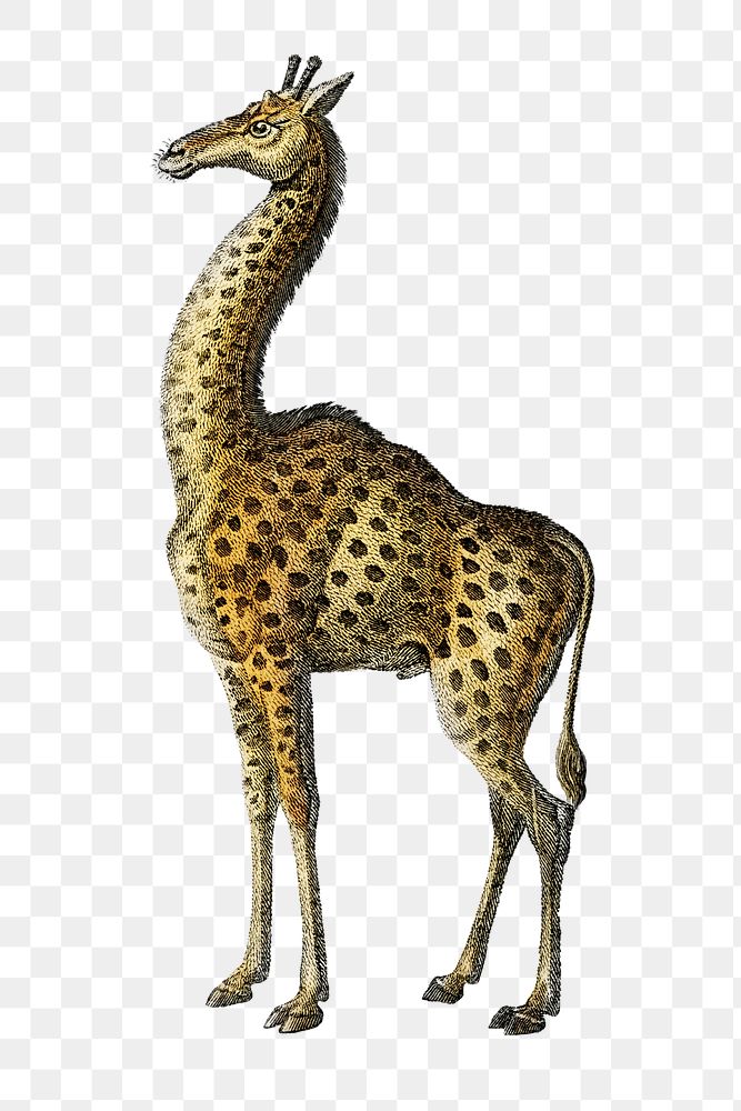 Vintage giraffe png animal illustration on transparent background