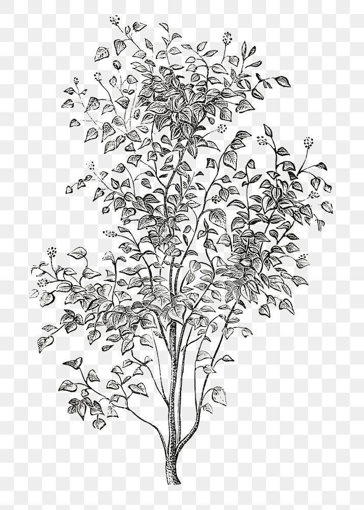 Irish ivy png vintage tree, transparent background
