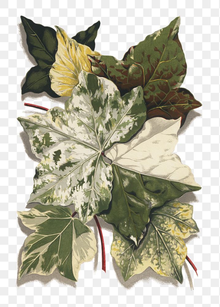 Various ivy leaves leaf png, vintage botanical, transparent background