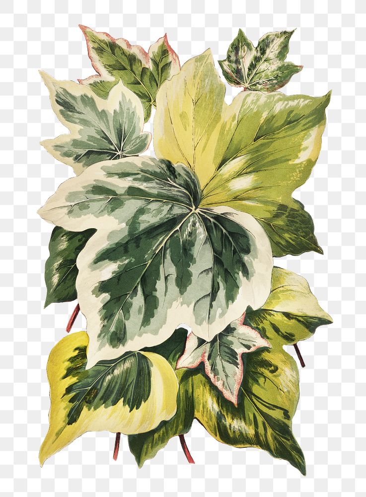 Ivy leaves png vintage illustration on transparent background