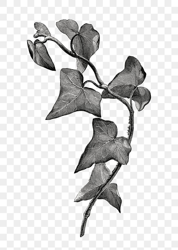 Ivy plant png vintage illustration, black and white design on transparent background