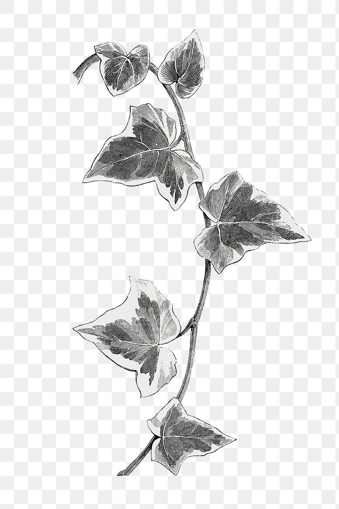 Leaf png vintage illustration, black and white design on white background