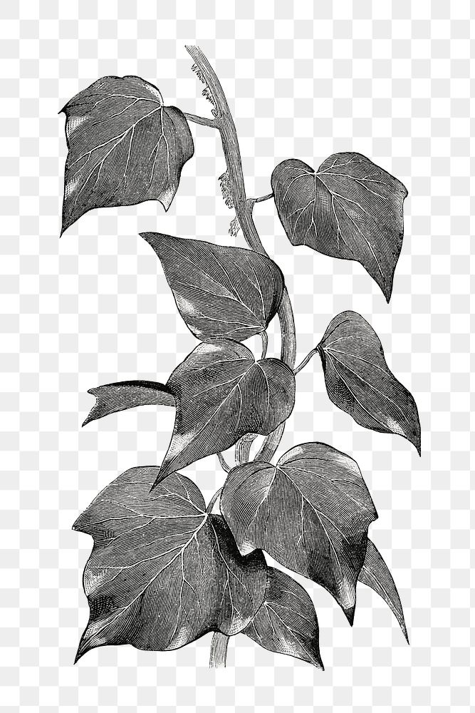 Plant stem png vintage illustration, black and white design on transparent background