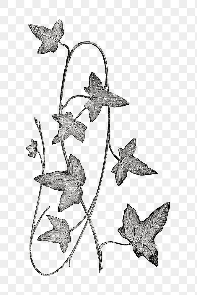 Ivy plant png vintage illustration, black and white design on transparent background