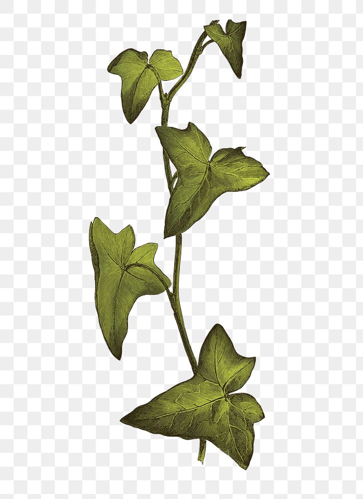 Sagittifolia leaf png vintage botanical, transparent background