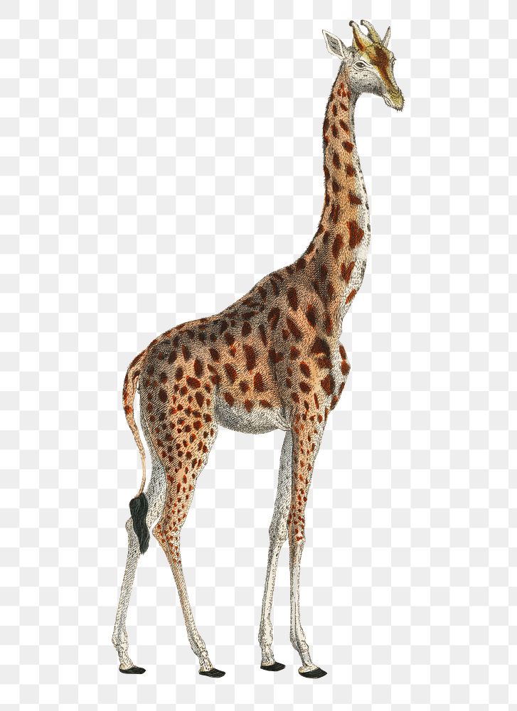 Camelopardis Giraffe png animal sticker, transparent background