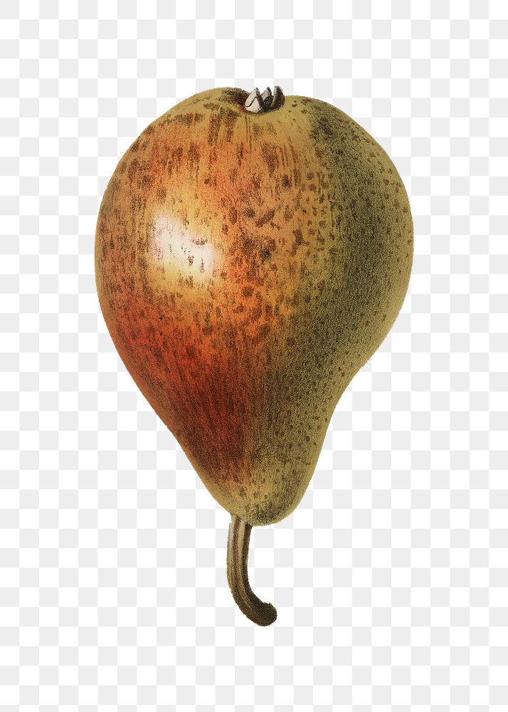 Pear png vintage illustration, transparent background