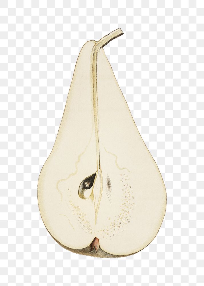 Pear png vintage illustration, transparent background