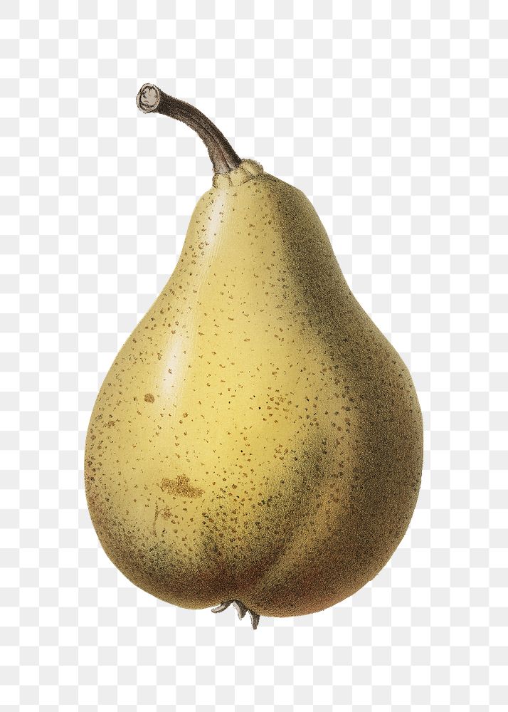 Pear png vintage illustration, transparent background
