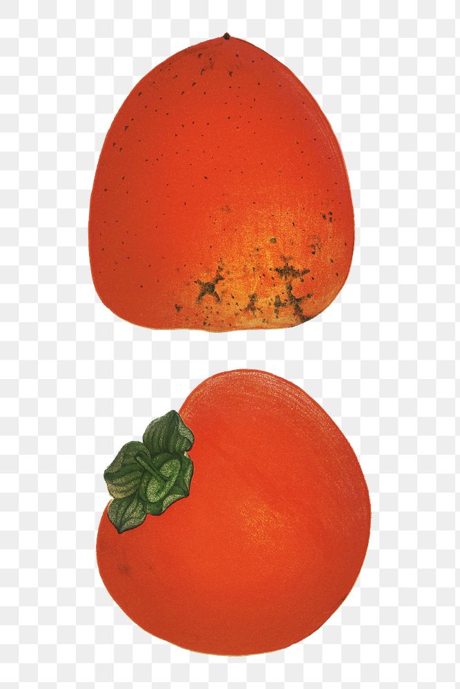 Vintage png persimmons fruit illustration on transparent background