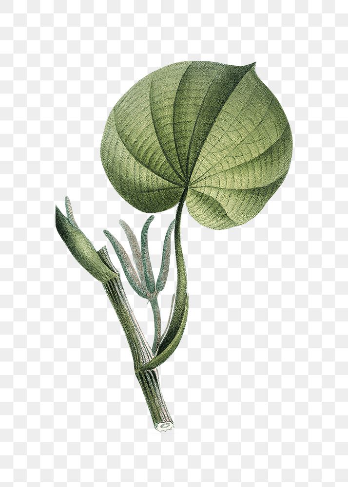 Png hand drawn plant, transparent background