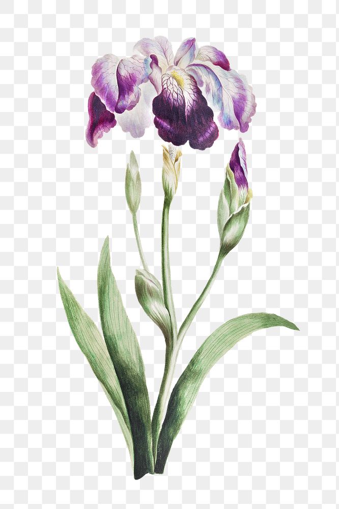 Japanese iris flower png, vintage transparent background