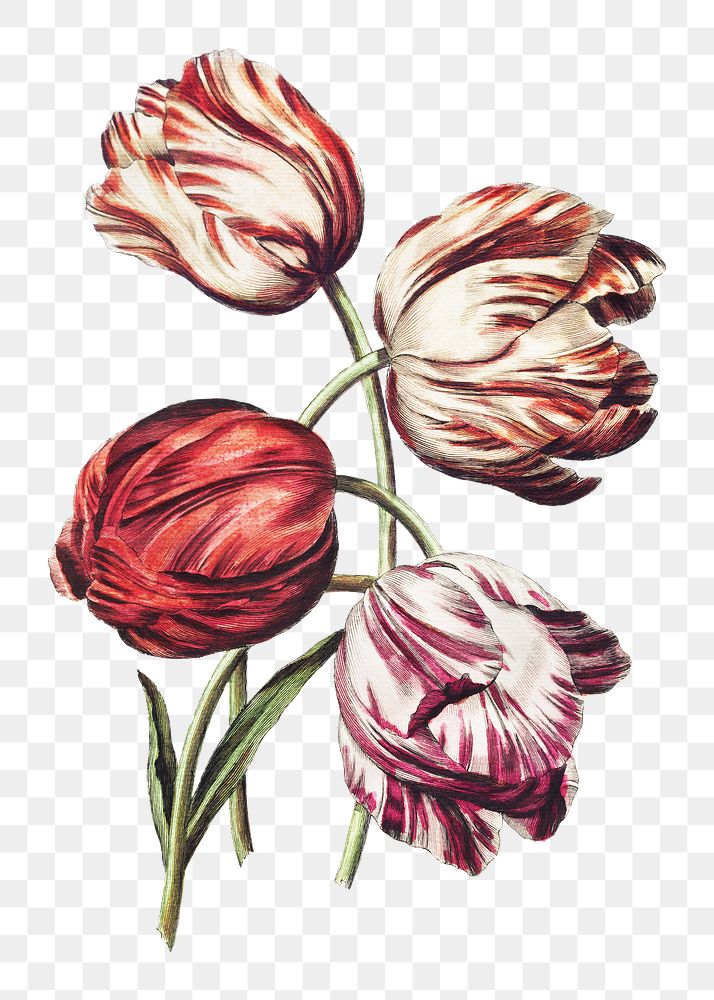 Colorful  tulip flowers png, transparent background 
