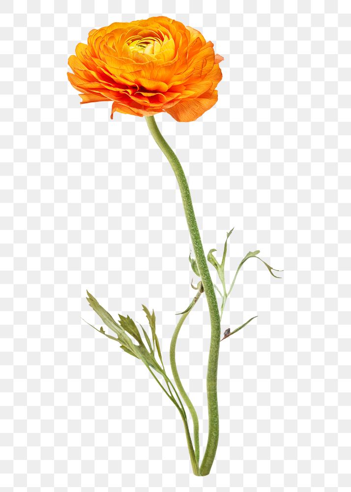 PNG Bright orange ranunculus flower, collage element on transparent background