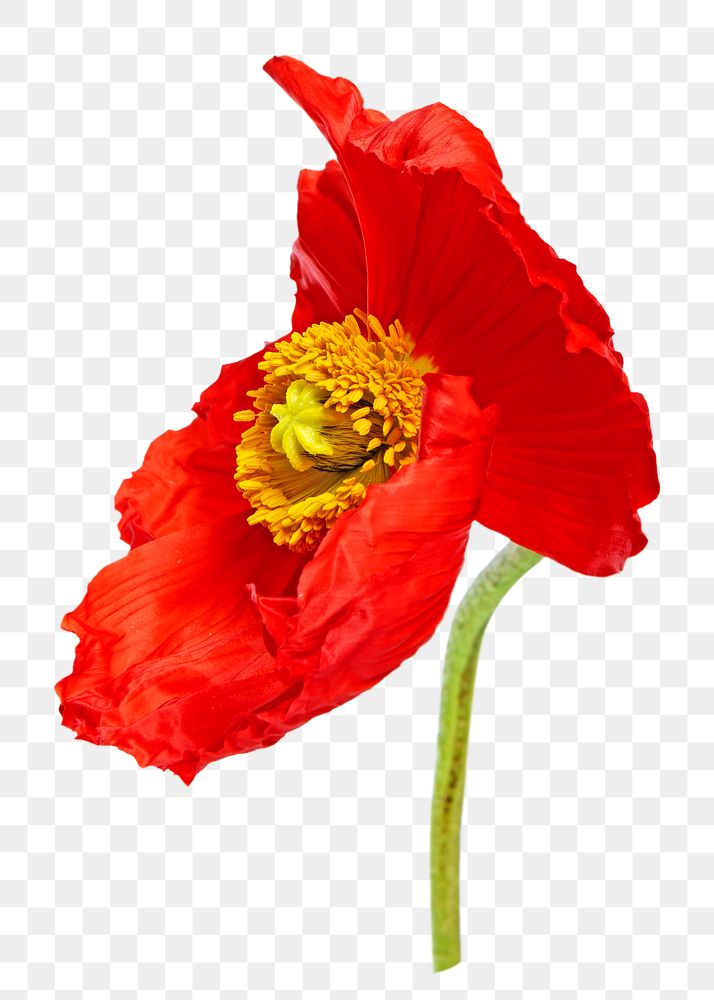 PNG poppy flower, collage element, transparent background