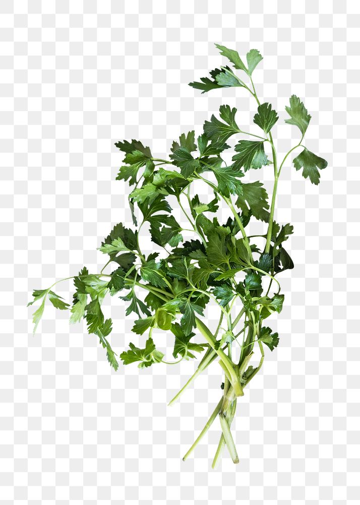 Parsley leaves png, healthy food, transparent background