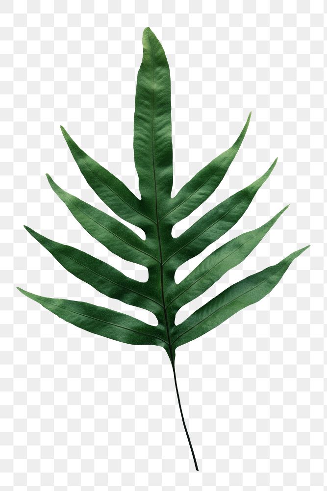 Doryopteris nobilis leaf png on transparent background 