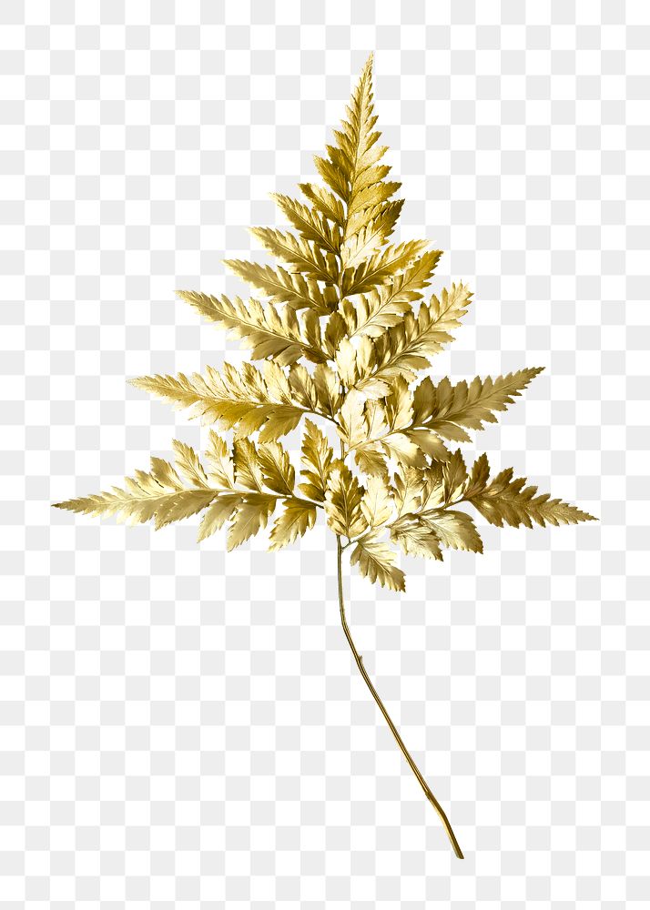 Leatherleaf fern png plant on transparent background