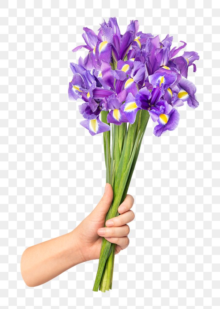 PNG purple iris, held by hand, transparent background