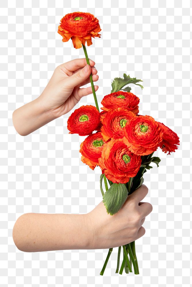 Red png ranunculus bouquet, held by hand, transparent background