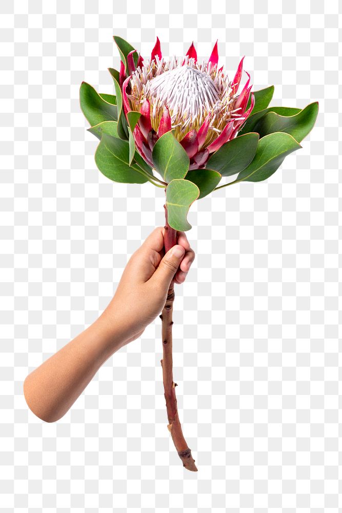 King protea png, held by hand, transparent background