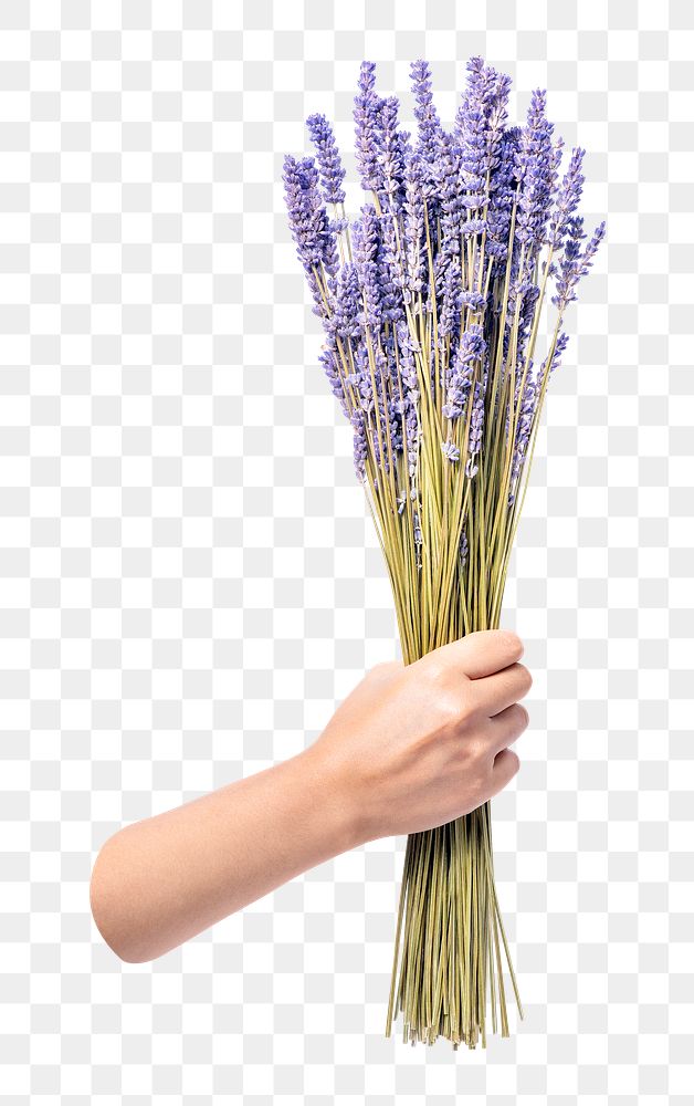 PNG lavender bouquet, held by hand, transparent background