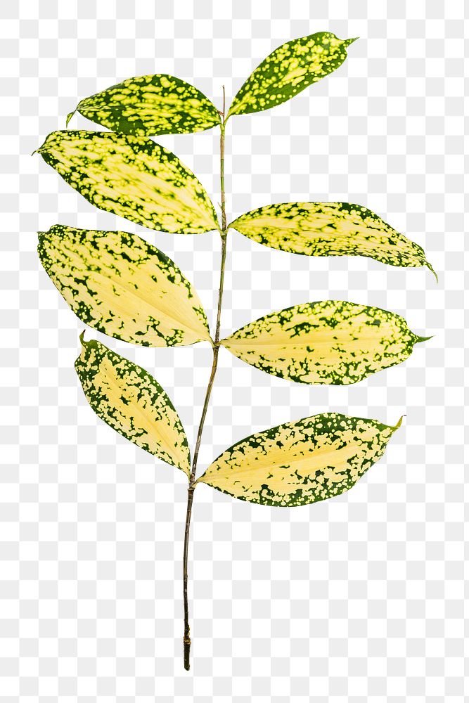 Png gold dust croton leaf on transparent background