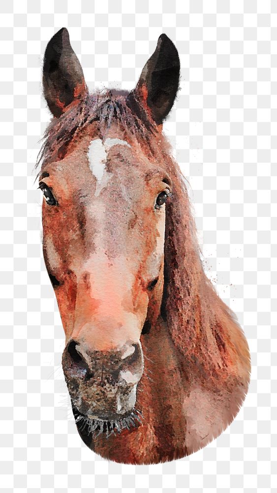 Brown horse png watercolor illustration,  transparent background