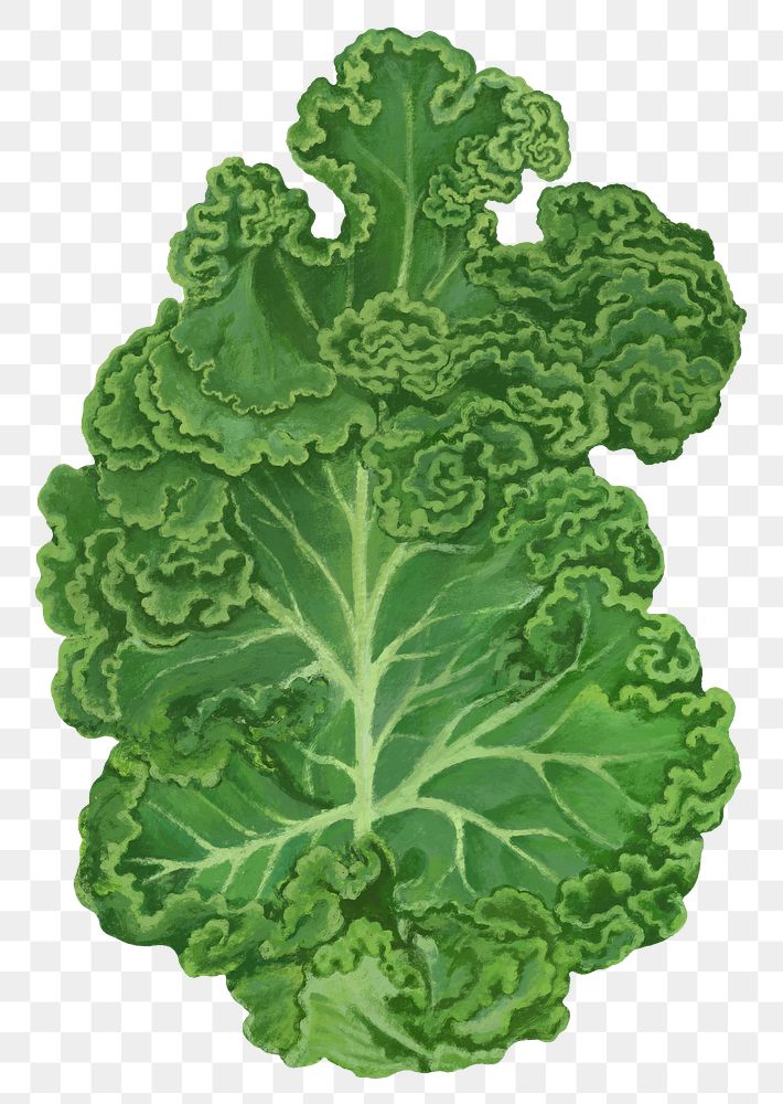Kale salad vegetable png sticker, healthy food, transparent background