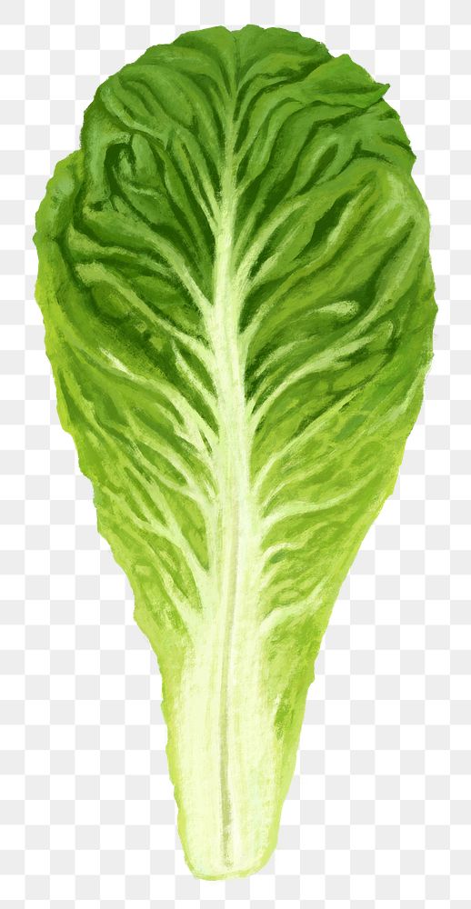 Lettuce salad vegetable png sticker, healthy food, transparent background