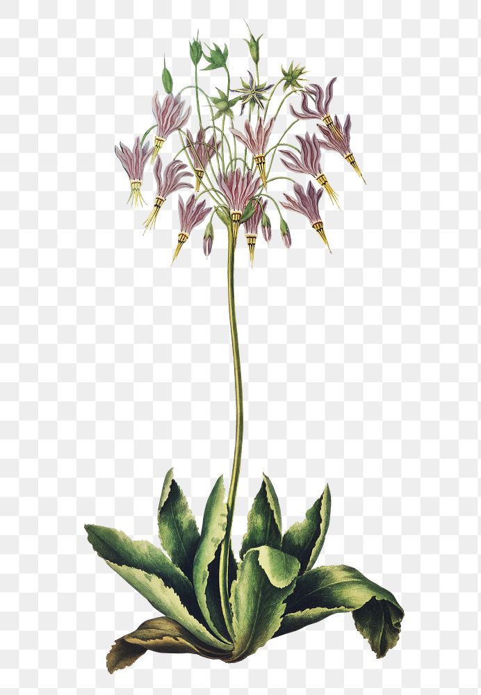 American cowslip flower png, transparent background 