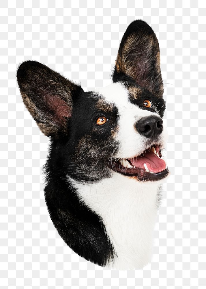 Happy png Cardigan Welsh Corgi dog,  transparent background