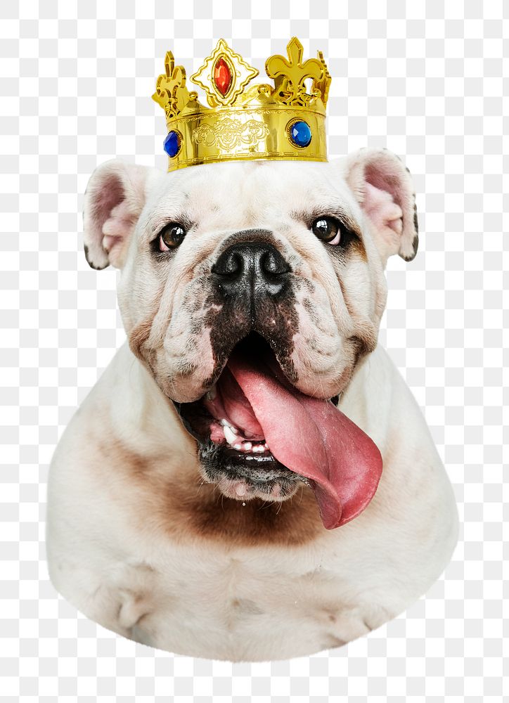 PNG English Bulldog puppy with crown  transparent background