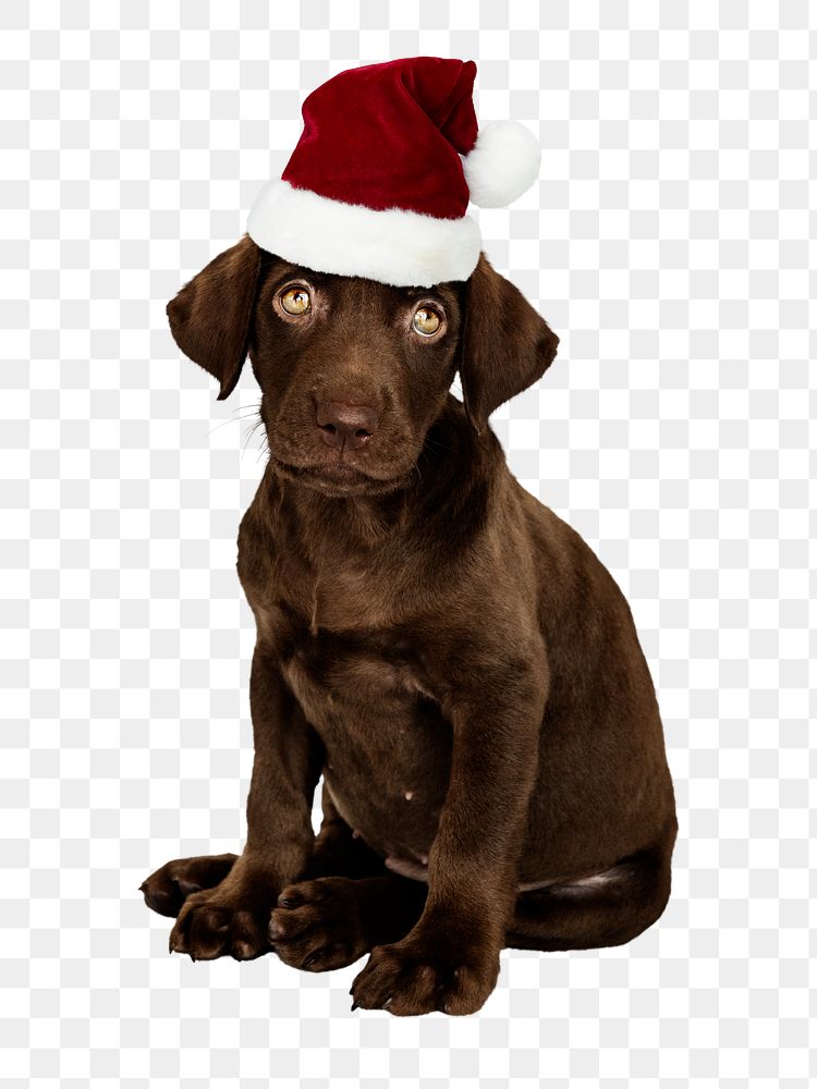 PNG Labrador Retriever Christmas puppy transparent background