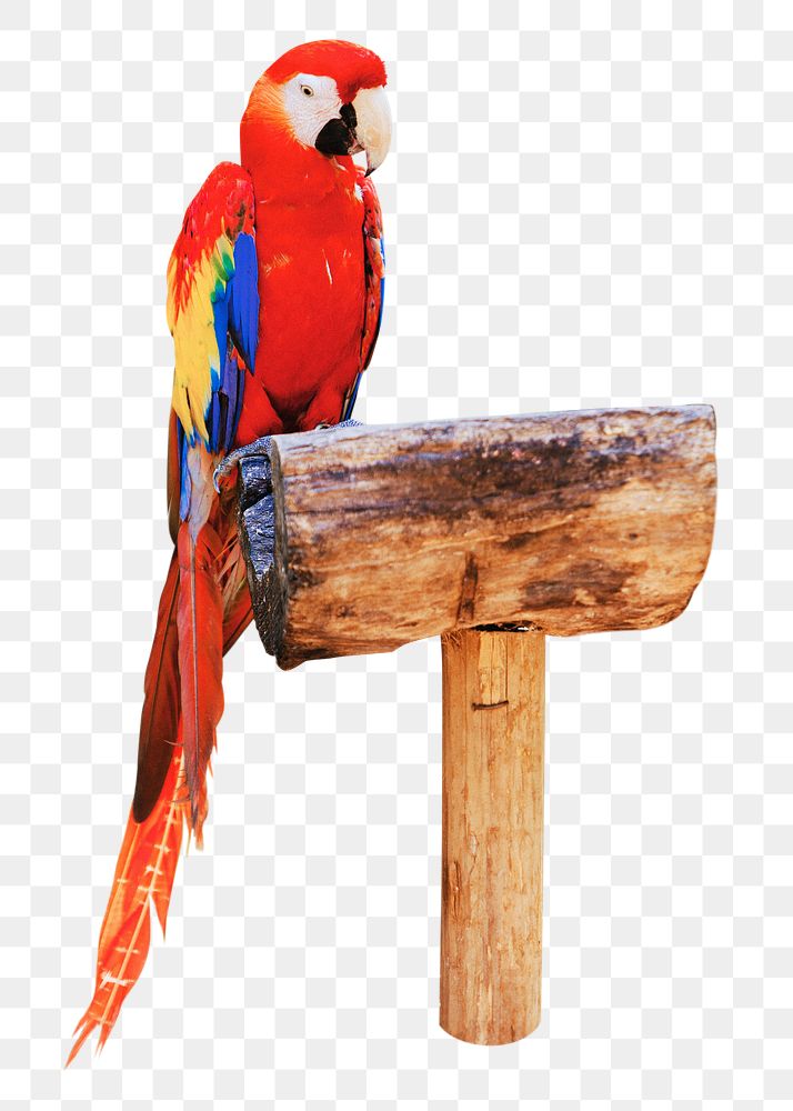 Red parrots png, transparent background