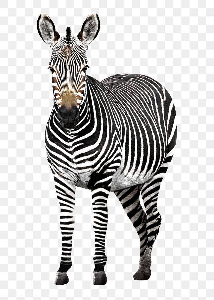 African zebra png, design element, transparent background