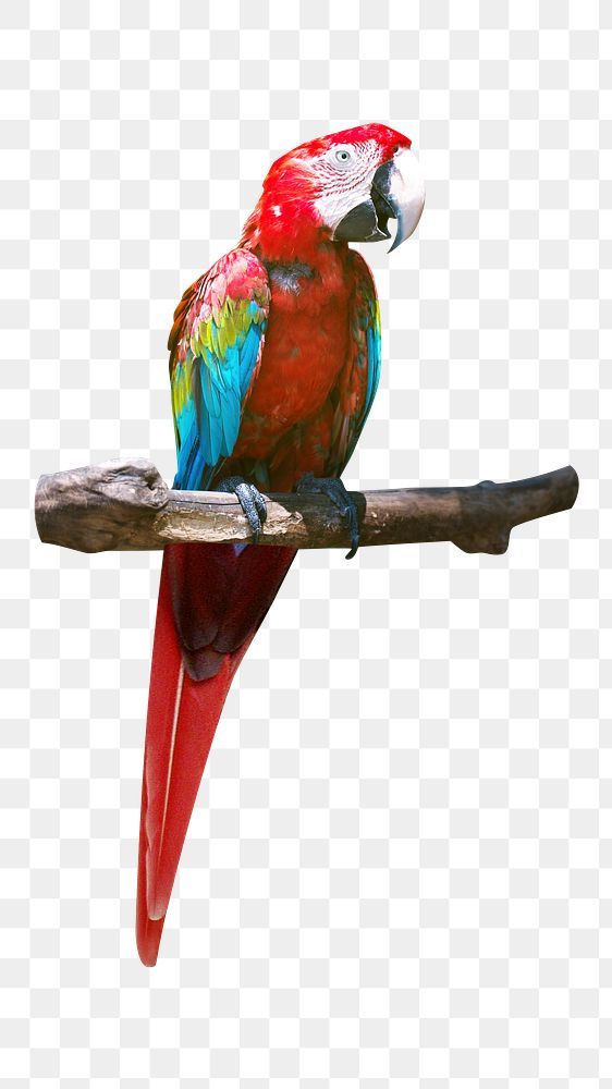 Red parrot png, transparent background