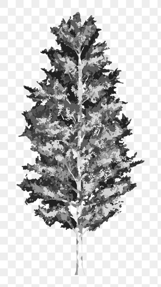 Png black and white birch tree illustration, transparent background