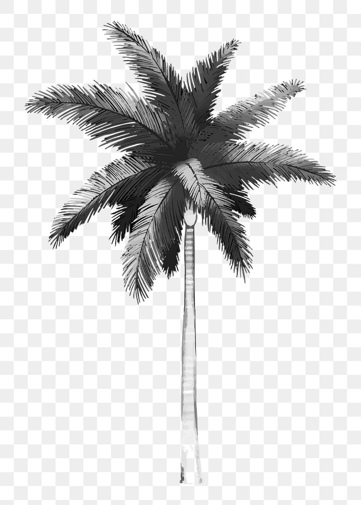 Png black and white palm tree illustration, transparent background