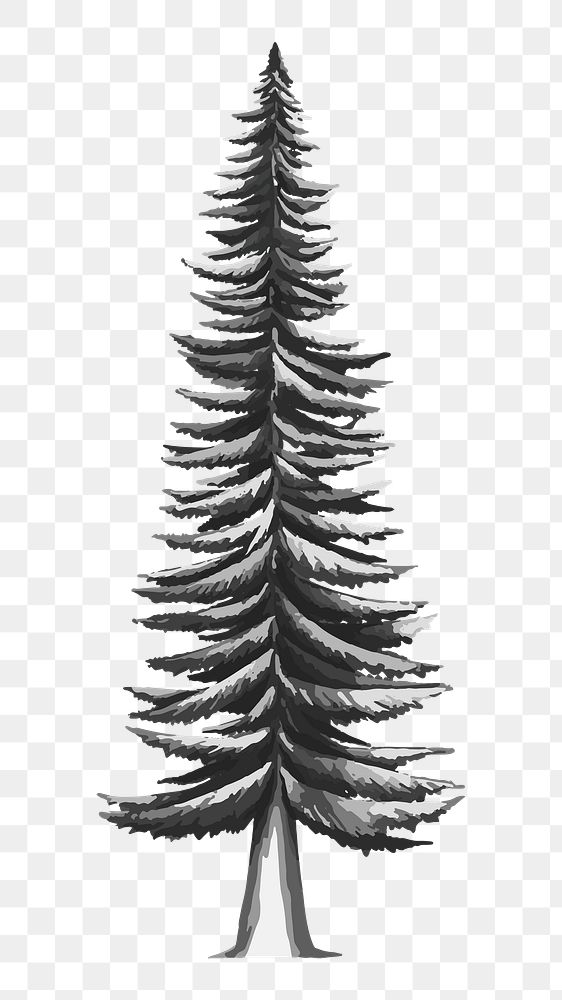 Png black and white spruce tree illustration, transparent background