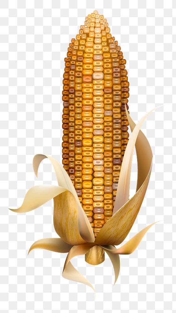 Corn png, transparent background